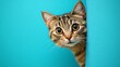 © pongtap - Curious cat peeking around colorful wall indoor setting portrait
