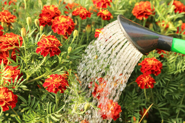 Wall Mural - Watering flower bed with red orange tagetes flowers, marigold flower with watering can in garden on sun in sunlight close up, macro