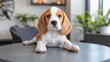 © Sara-ART - Adorable puppy sitting contentedly on a tabletop a heartwarming scene of canine charm and delight