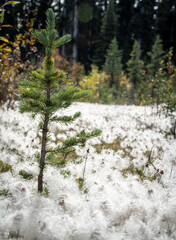 cotton grass field in a forest