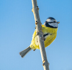 Wall Mural - Eurasian blue tit (Cyanistes caeruleus) on a branch