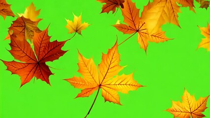 Wall Mural - Autumn Leaves Falling on Green Screen Background Animation