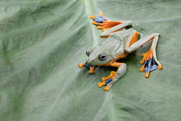 Wall Mural - tree frog on leaf, gliding frog (rhacophorus reinwardtii) sitting on branch, javan tree frog on bran