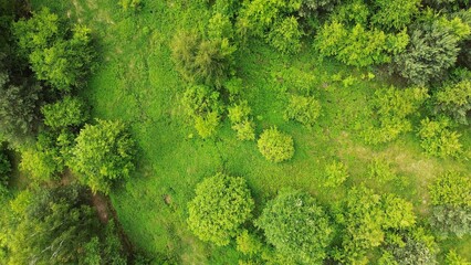 Canvas Print - forest wilderness shown top down. vibrant green.