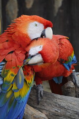 Wall Mural - red and yellow macaw