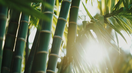 Poster - Sunlight filters through bamboo stalks in a lush green environment during early morning hours