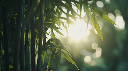Poster - Sunlight filters through bamboo leaves in a tranquil forest setting during the golden hour, creating a serene atmosphere