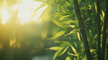 Poster - Sunlight filters through bamboo leaves in a serene garden setting during the morning hours