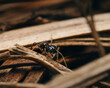 © Gatis - a closeup of a black ant on a wooden surface with blurry background
