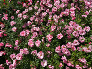 Wall Mural - Rose bush pink flowers Rosa polyantha