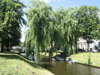 Trauerweide über Gracht in Friedrichstadt in Schleswig-Holstein