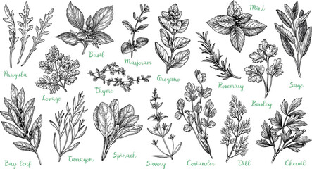 Canvas Print - big collection of herbs.