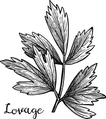 Wall Mural - lovage ink sketch.
