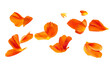 © Kanurism - Floating orange flower petals isolated on transparent background