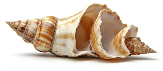 Poster - Shell on a white background showcasing intricate textures and colors highlighting nature's beauty and marine life elements.