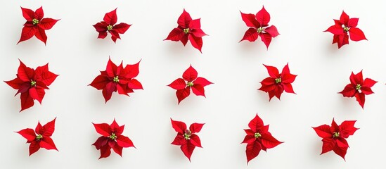 Aufkleber - Poinsettia flower arrangement on white background ideal for holiday advertising and packaging design flat lay top view composition.