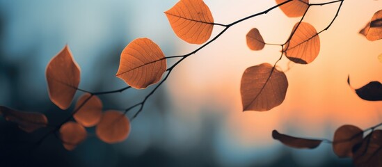 Poster - Silhouette of autumn leaves against a soft blurred background with warm hues highlighting nature's beauty and tranquility.