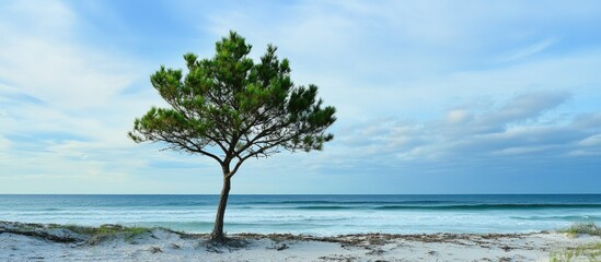 Poster - Pine tree standing solitary on sandy beach with serene ocean waves and cloudy sky in the background creating a tranquil coastal scene