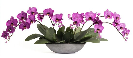 Poster - Phalaenopsis orchids in vibrant purple hues elegantly displayed against a clean white background for floral and botanical themes.