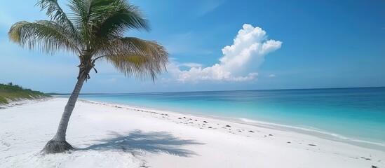 Leinwandbilder - Serene beach landscape with palm tree and pristine white sand under a clear blue sky and tranquil turquoise waters