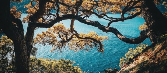 Poster - Serene view of trees framing a tranquil sea and clear blue sky in a natural landscape setting