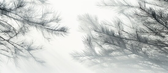 Poster - Gray shadows of fir tree branches softly blurred on a bright white wall creating an artistic overlay effect for serene backgrounds