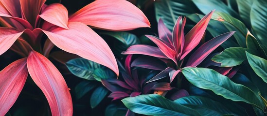 Poster - Vibrant tropical foliage showcasing diverse textures and colors in a lush park environment ideal for nature-inspired designs.
