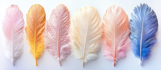 Aufkleber - vibrant collection of multicolored ostrich feathers arranged elegantly on a clean white background f