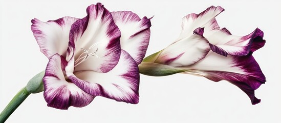 Poster - Elegant gladiolus flower showcasing striking purple and white petals on a clean white background perfect for floral design projects.