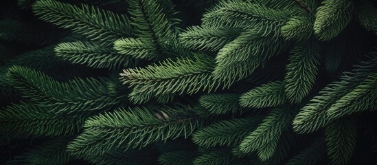 Poster - Lush green fir tree branches creating a natural textured background ideal for holiday or nature-themed projects