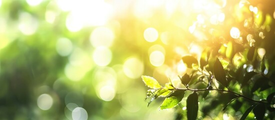 Poster - Bright bokeh backdrop with soft leaves illuminated by sunlight creating an enchanting natural blurred background effect