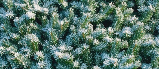 Poster - Close up of evergreen fir tree needles covered in fresh snow creating a serene winter scene outdoors