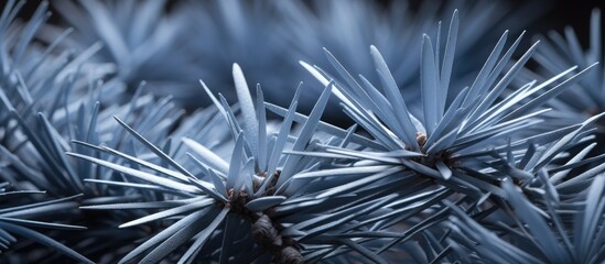 Poster - Close up of blue gray sharp needles of an evergreen tree creating a serene winter ambiance suitable for holiday themes