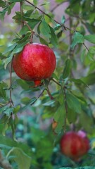 Wall Mural - Ripe pomegranates hang from the branches