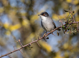 Naklejka na meble Sardinian Warbler...a spectacle on a sunny autumn morning with its behaviour!