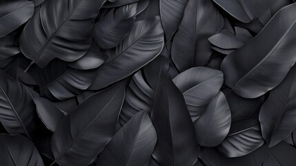 Poster - A close up of black feathers with a dark background