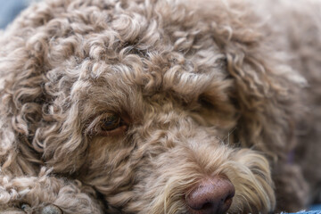 Small brown (or liver colored) labradoodle dog looking cute