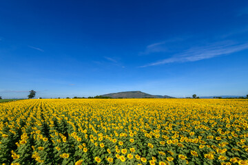 Wall Mural - Beautiful sunflower flower blooming in sunflowers field with white cloudy and blue sky.