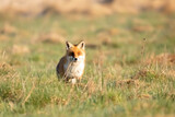 Lis rudy , lis pospolity (Vulpes vulpes)