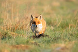 Lis rudy , lis pospolity (Vulpes vulpes)