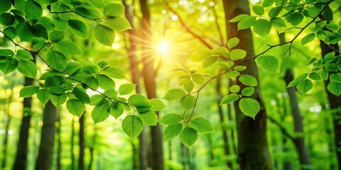 Poster - Sunlight filtering through a vibrant canopy of leaves, creating a serene and picturesque scene of nature's beauty.