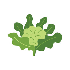 Poster - Simple vector illustration of a cartoon style fresh green cauliflower growing with leaves
