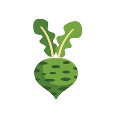 Poster - cartoon kohlrabi with large leaves growing upwards, isolated on a white background