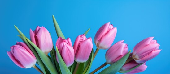 Sticker - Pink tulips arranged elegantly against a bright blue background showcasing vibrant colors and delicate textures for floral design concepts