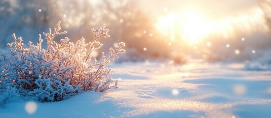 Wall Mural - Frosted flora in winter landscape with soft sunlight illuminating snowy background and delicate frozen details on plants