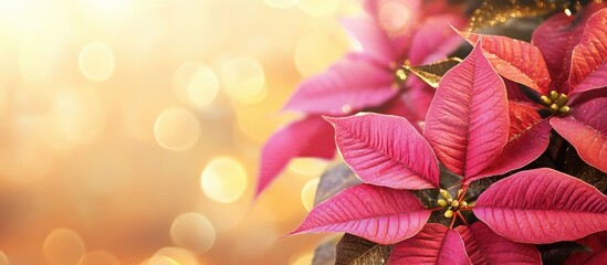 Wall Mural - Pink poinsettia flower with golden bokeh background creating a festive and vibrant atmosphere perfect for holiday celebrations