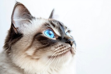 Wall Mural - A clear shot of a cat's face showing its bright blue eyes, suitable for use in pet-related or nature-inspired designs