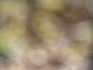 Wall Mural - Bokeh effect and purposely blurred view of sunlight. Blurry background with photographic bokeh effect in nature tones