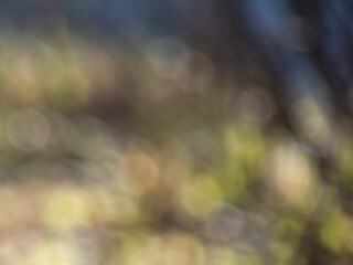 Wall Mural - Bokeh effect and purposely blurred view of sunlight. Blurry background with photographic bokeh effect in nature tones