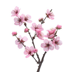 Wall Mural - pink blossom branch